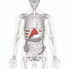 Location of human liver