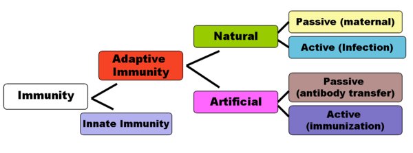 Immunity diagram