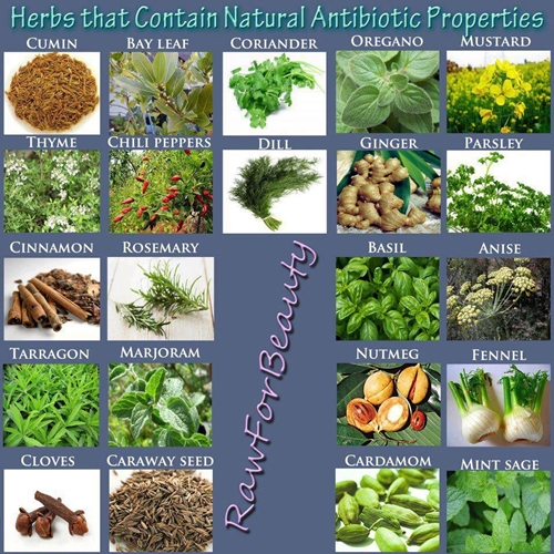 Antibiotic chart picture