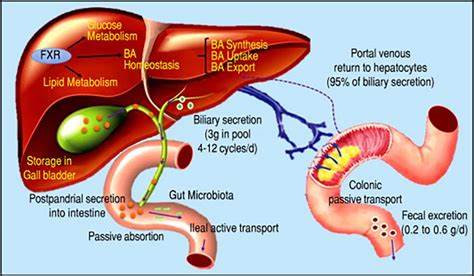 Bile system chart