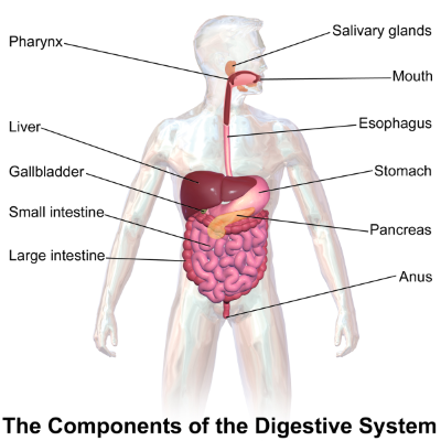 Digestive system