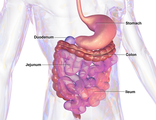 Gastro intestinal system picture