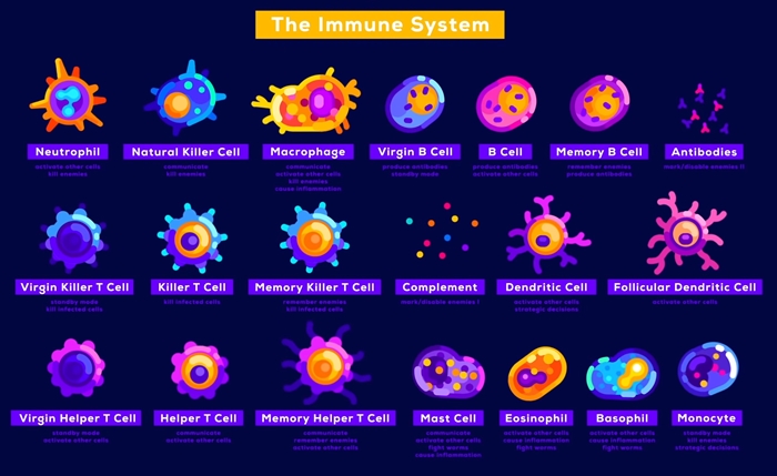 Immune system picture