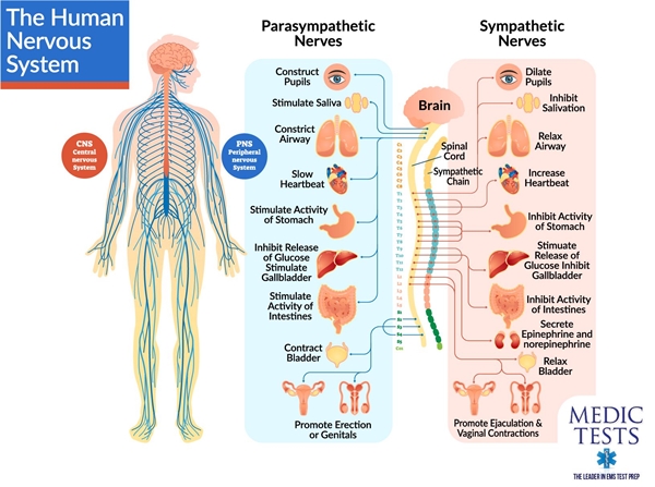 Nervous system picture