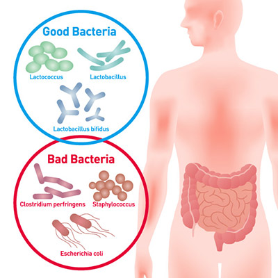 Bacteria chart picture