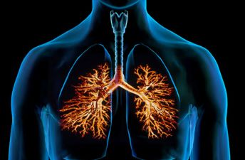 Lungs picture