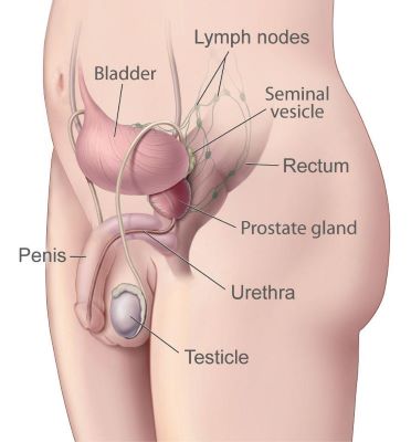 Prostate picture