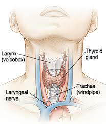 Thyroid picture