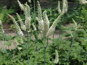 Black cohosh plant picture