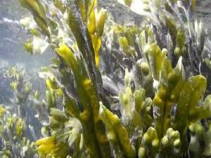 Bladderwrack picture