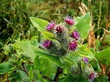 Burdock plant picture