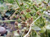 Celery seeds picture