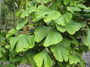 Ginkgo biloba picture