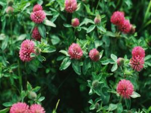 Red clover flower picture