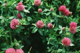 Red clover picture