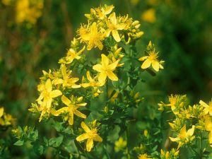 St John's Wort picture