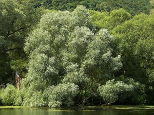 White willow tree picture