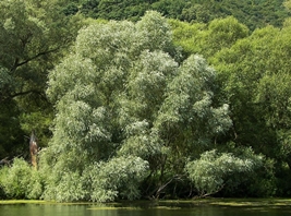 White willow picture