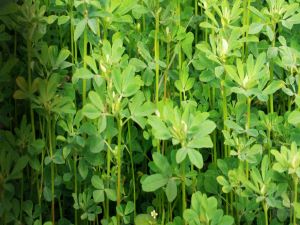 Fenugreek plant picture