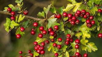 Hawthorne berry picture