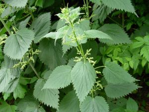 Stinging nettle plant picture