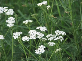 Yarrow picture